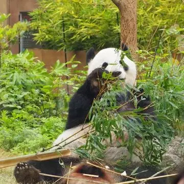 お母さんのシンシン