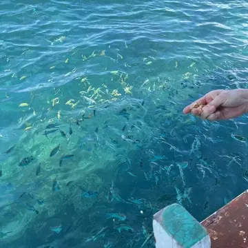 魚の餌付け