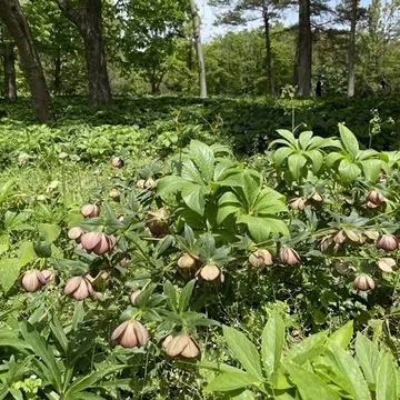 埼玉県森林公園「クリスマスローズ」