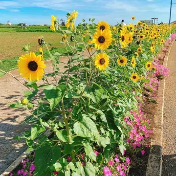 横須賀 ソレイユの丘の向日葵
