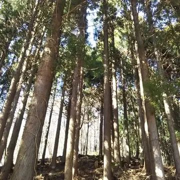 清々しい気持ちになれる参道