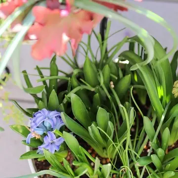 ヒヤシンスとムスカリ