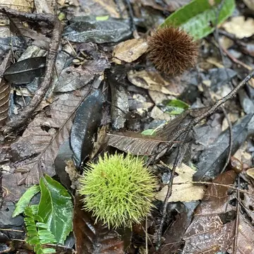 うつのみや文化の森
