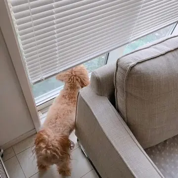 ブラインドの外を覗くトイプードルの写真