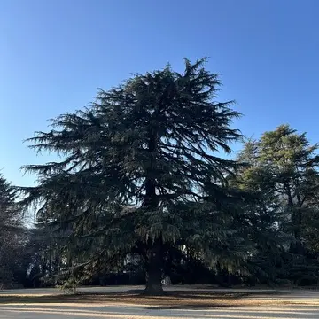 新宿御苑　散策　都内　新宿　自然　花