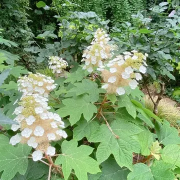 横浜イングリッシュガーデン内の紫陽花