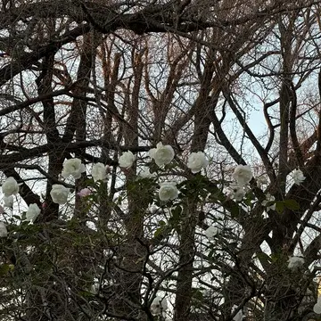 新宿御苑　都内　新宿　自然　散策　花　草木　庭園