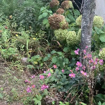 六甲ガーデンテラス　イングリッシュガーデン