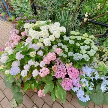 横浜イングリッシュガーデン内の紫陽花