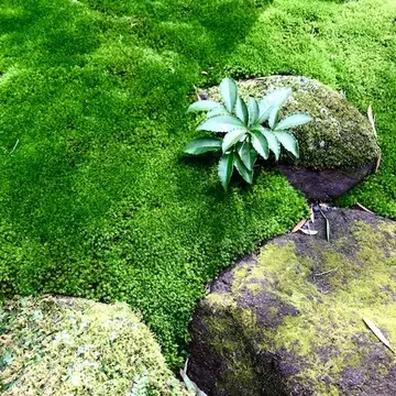 竹寺(報国寺)苔