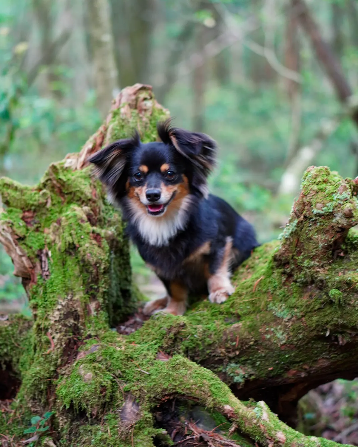 エクラ 華組　佐藤綾子さんの愛犬