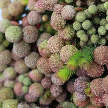 ネイティブフラワー