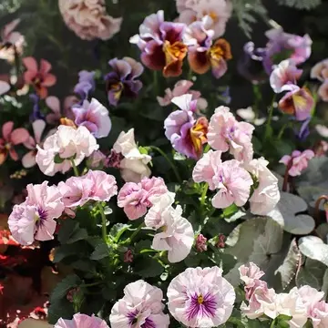 パンジーとビオラ