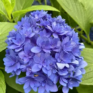 八重の花の紫陽花
