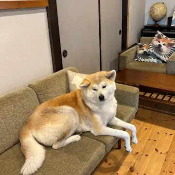 国内旅行　秋田　秋田旅行　角館　大曲　秋田犬　花火大会　武家屋敷　秋田土産　秋田銘菓　
 比内地鶏　羽田空港　秋田空港　日本酒　地酒　地ビール  桜　花見 もろこし　日本三大花火　秋田駅
