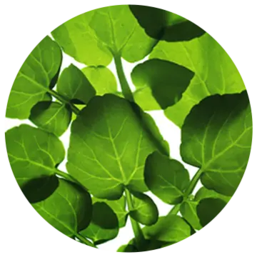 オランダカラシエキス（スキンコンディショニング成分）