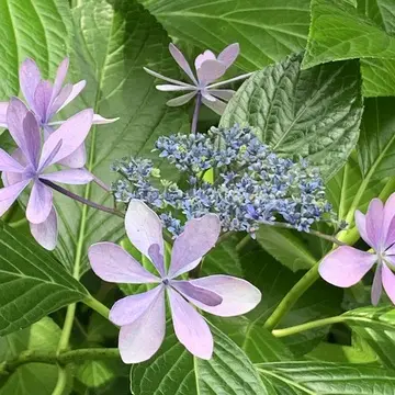 明月院の紫陽花　薄紫