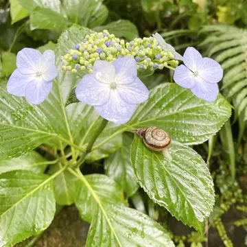 紫陽花とカタツムリ
