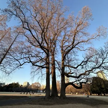 新宿御苑　冬　散策　新宿　公園　都内　自然　花　草木