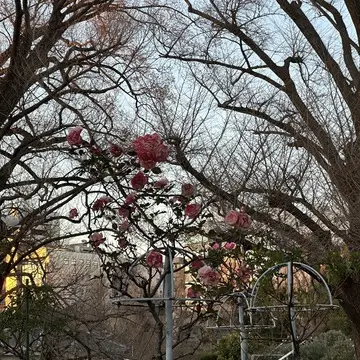 新宿御苑　都内　新宿　自然　散策　花　草木　庭園
