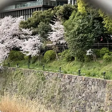 フェンス越しに見える桜。
