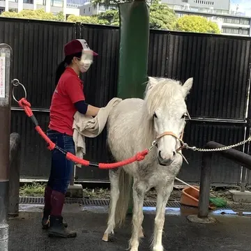 ポニー お手入れしてもらっています