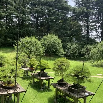 和風別館　盆栽