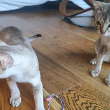 別荘　軽井沢　夏　避暑地　夏休み　バカンス　中軽井沢　猫　cat ペット