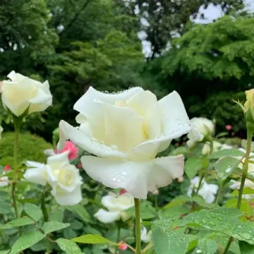 ジョン・F・ケネディ