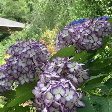 明月院紫陽花白と紫