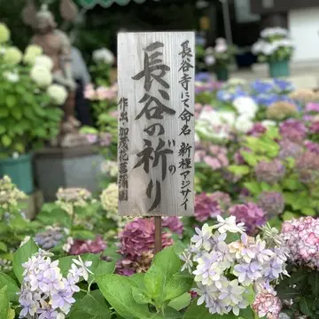 紫陽花　長谷の祈り　長谷寺
