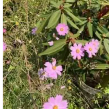 ハーブガーデンの草花たち♡