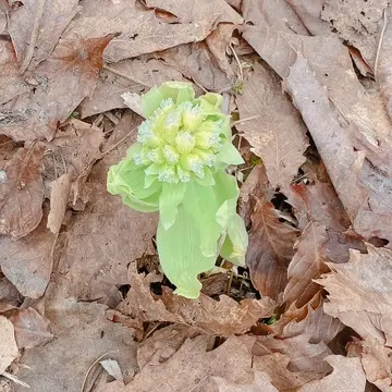 長野市戸隠　フキノトウ