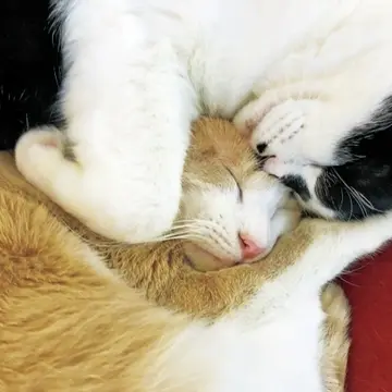 れぇこともへじは体を寄せるだけでなく、人が抱き合うように
前脚をからませて寝ることも