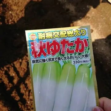 大根の種蒔き 私は初体験です