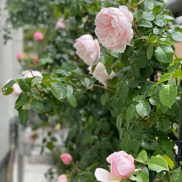 イングリッシュローズ