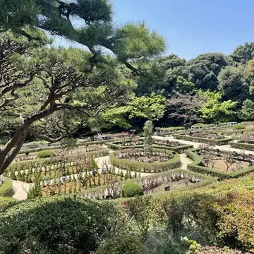 旧古河庭園の薔薇園