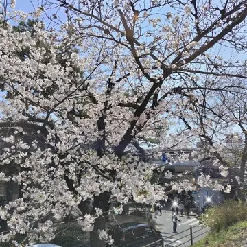夙川公園の桜