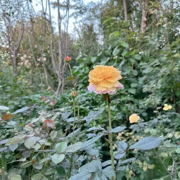 横浜イングリッシュガーデンの薔薇