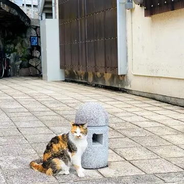 別府鉄輪温泉　街中　猫