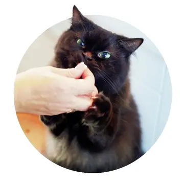 ねらったおやつは逃さニャい!