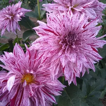 ワインシャワー