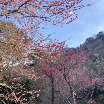 熱海梅園
