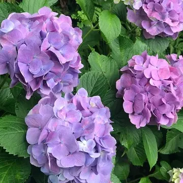 紫陽花・紫