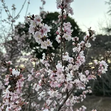 新宿御苑　散策　都内　新宿　自然　ビル　花　草木　庭園