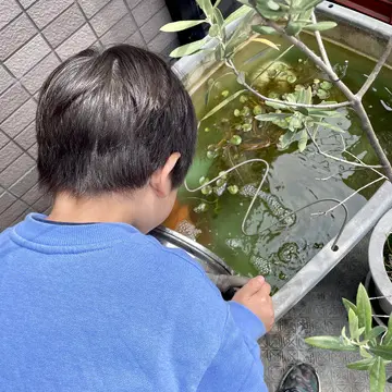 我が家のめだかの水槽におたまじゃくしを放つ。