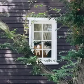 ジブリ　宮崎駿　ジブリの世界　スタジオジブリ