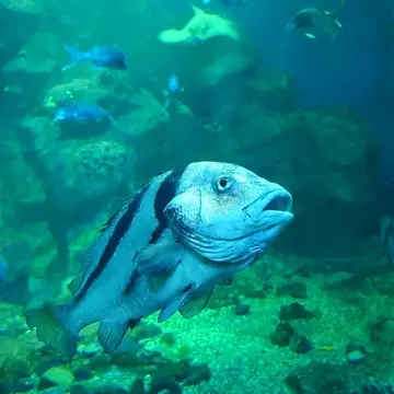 男鹿水族館GAO大水槽の大きな魚