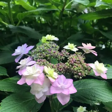 紫陽花の花　紫