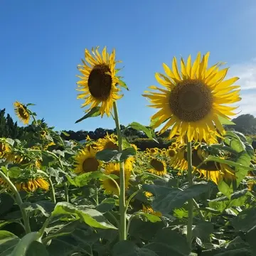 夏の青空によく映えてました。